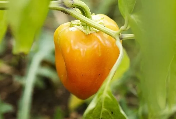 Как по листьям определить, чего не хватает вашим перцам: сигналы и срочная помощь