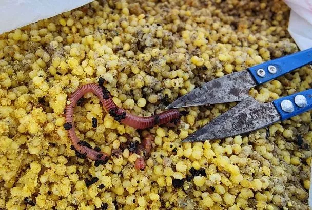 Убойная прикормка для карася своими руками: как адаптировать к условиям ловли