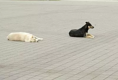 Массовый отлов бездомных собак продлится в Сочи неделю