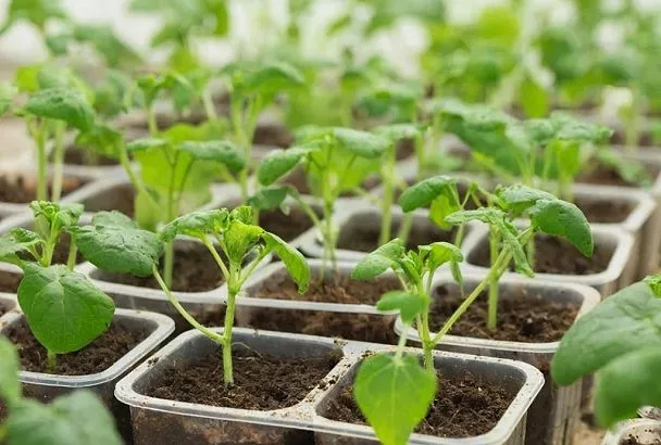 Первая подкормка рассады: этап от появления всходов до высадки в открытый грунт