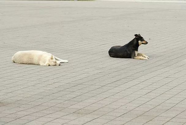 Массовый отлов бездомных собак продлится в Сочи неделю