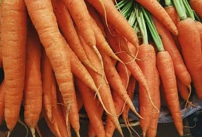 Озимая морковь: в чем выгода осеннего посева этой культуры