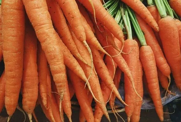 Озимая морковь: в чем выгода осеннего посева этой культуры