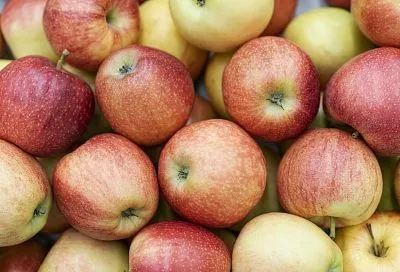 Сбор яблок и груш на Кубани в 2025 году сократился примерно на треть