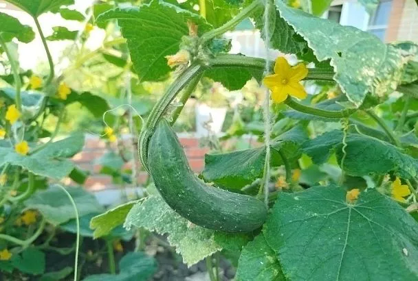 Огурцы собираем ведрами без химии: повышение урожайности при помощи микоризы