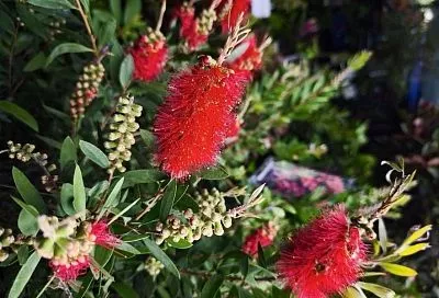 Модный «ершик»: получится ли вырастить появившийся в садовых центрах каллистемон в российских условиях