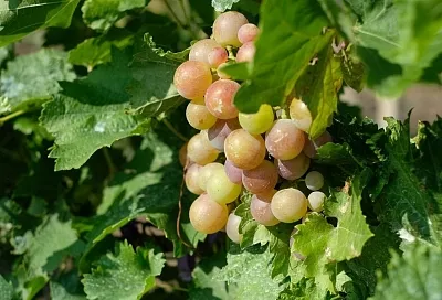 Маринованный виноград: пикантность в каждой ягоде