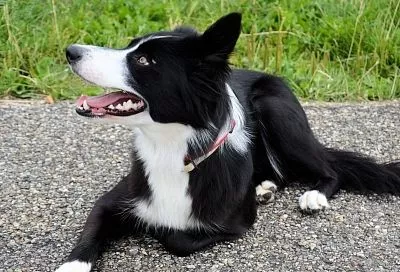 Опасность прогулок под солнцем: почему важно защищать питомцев от жары