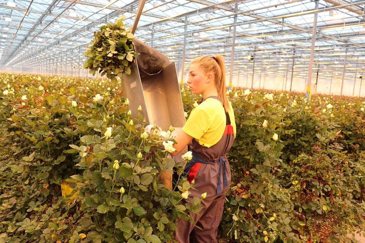 Процесс срезки роз проводится в теплицах постоянно, но для цветовода Анастасии Плюсниной каждый день – особенный.