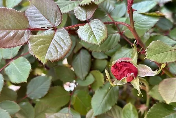 Знак тревоги: если листья розы стали липкими – это вредители