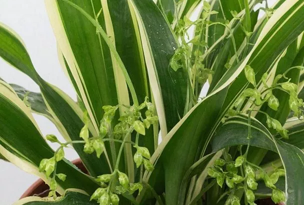 А вы знали, что хлорофитум – это природный Корневин на вашем окне. Оживит даже умирающий отросток