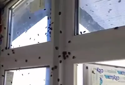 Нашествие клопов-вонючек сняли на видео в нескольких районах Краснодарского края