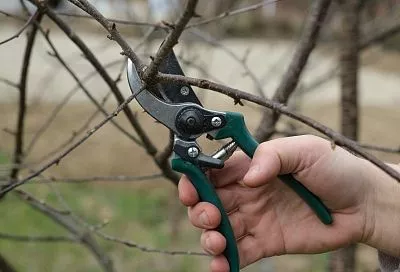 Спрячь секатор: почему категорически нельзя обрезать деревья зимой