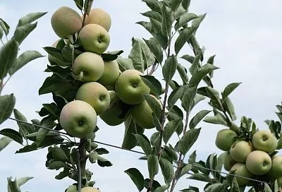 Осенние подкормки яблони и груши: как подготовить деревья к зиме