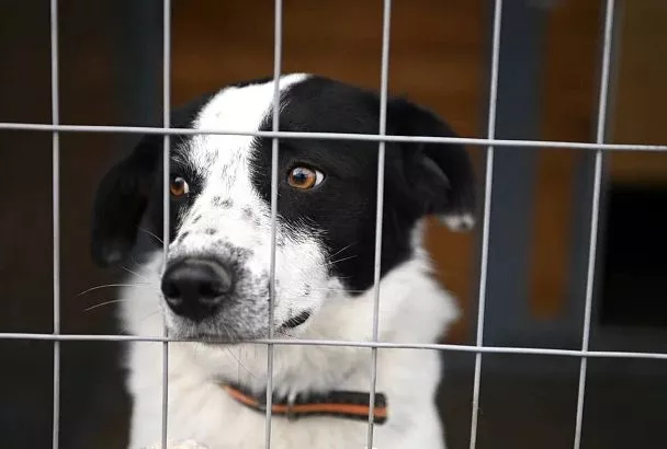 850 бродячих собак отловили с февраля на улицах Краснодара