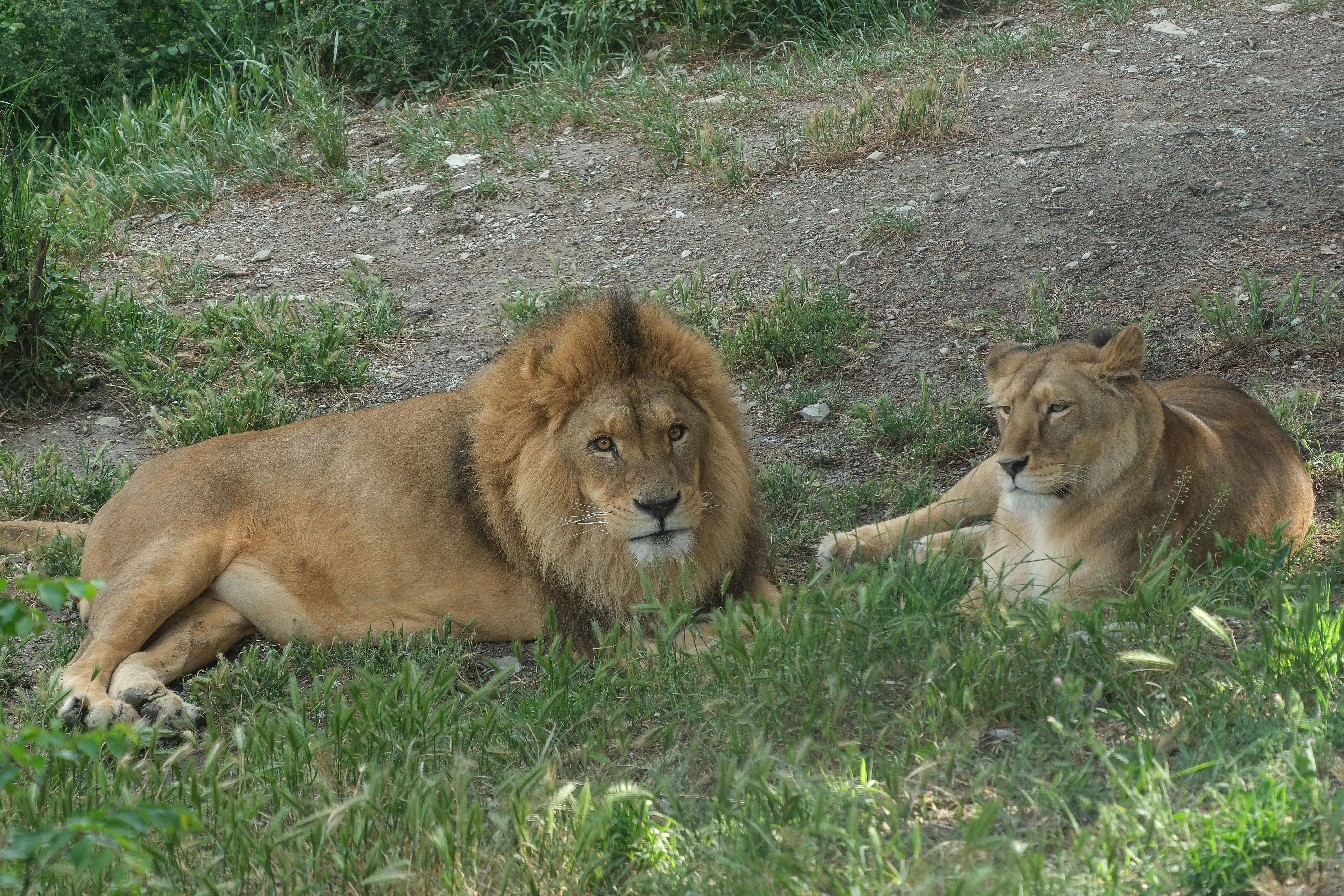 В парке «Тайган» не смогли продать льва, напавшего на владельца 