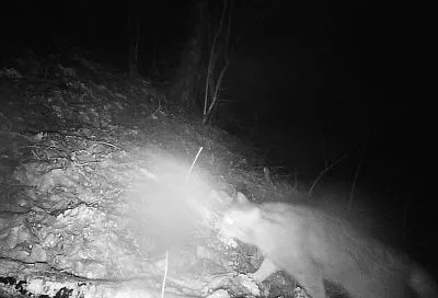 Редчайший кадр. Краснокнижный лесной кот попал в фотоловушку в Геленджике