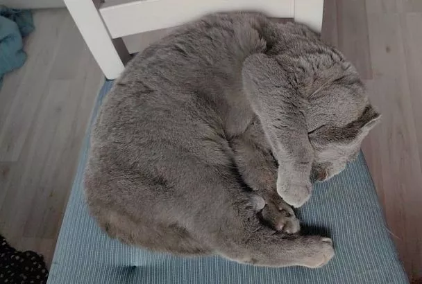 2 простых действия, которые ваш кот расценит как предательство, а вы можете этого даже не понять 