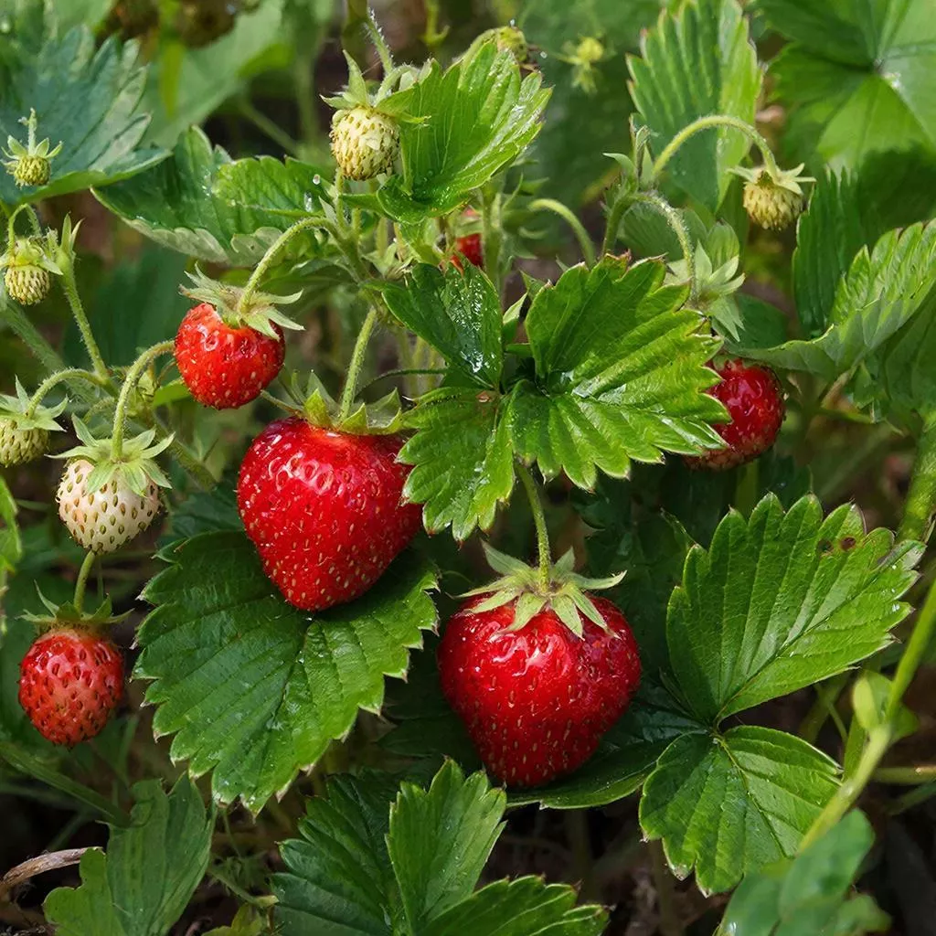 Почему мы не вовремя подкармливаем клубнику бором и что делаем не так: наши три ошибки