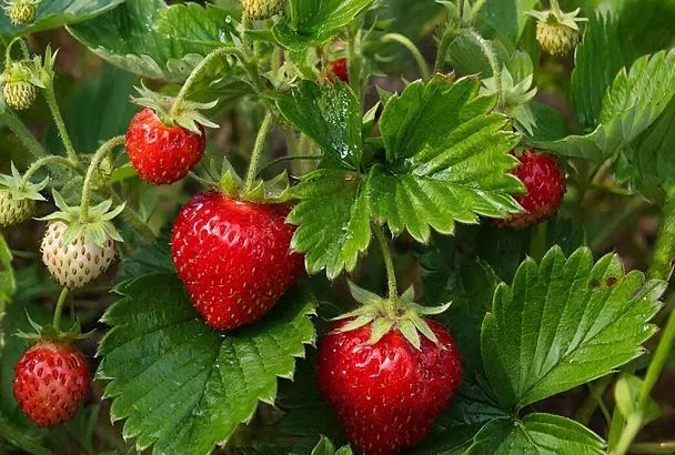 Почему мы не вовремя подкармливаем клубнику бором и что делаем не так: наши три ошибки