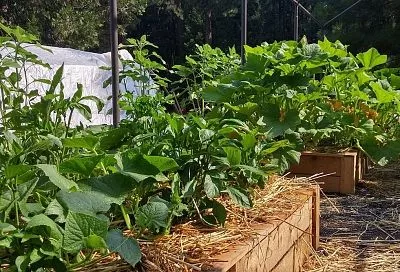 Бросаю сорняки так – и отдыхаю всё лето: земля сама становится плодородной, а копать и поливать не надо