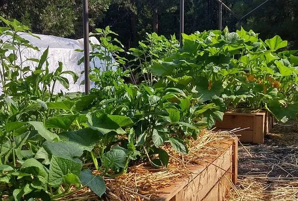 Бросаю сорняки так – и отдыхаю всё лето: земля сама становится плодородной, а копать и поливать не надо