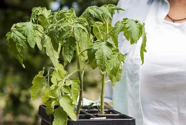 При посадке помидоров бросьте в лунку — и будет чудо: 5 секретов выживания рассады