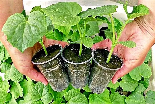 Семена огурцов в молоке: как вырастить сладкие и хрустящие огурчики