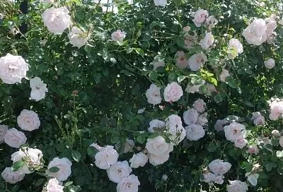 Эти розы переживут даже суровую зиму: 2 проверенных сорта-фаворита — идеальный выбор для начинающих