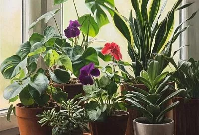 Если у вас не приживаются комнатные растения, виновата не ваша «тяжелая рука». Даже самым неприхотливым растениям нужен особый уход