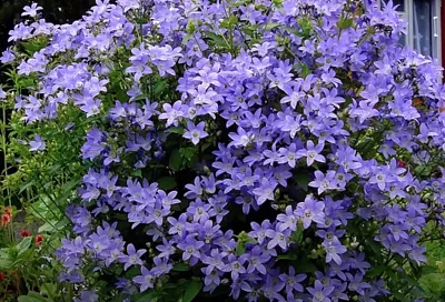 Посадил 1 раз такой колокольчик – и навсегда укрыл свой участок пышным цветочным ковром: за соцветиями не видно листьев