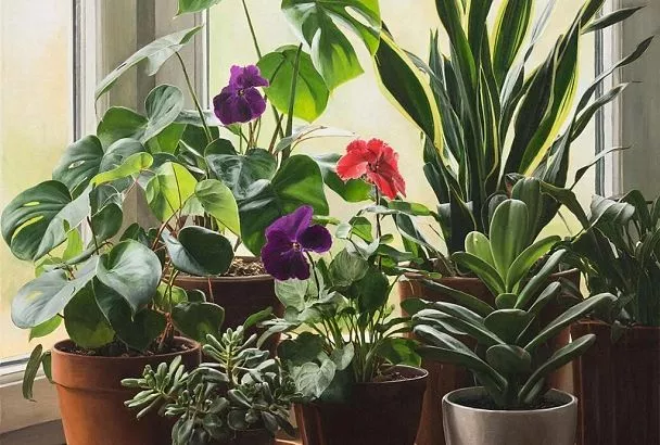 Если у вас не приживаются комнатные растения, виновата не ваша «тяжелая рука». Даже самым неприхотливым растениям нужен особый уход