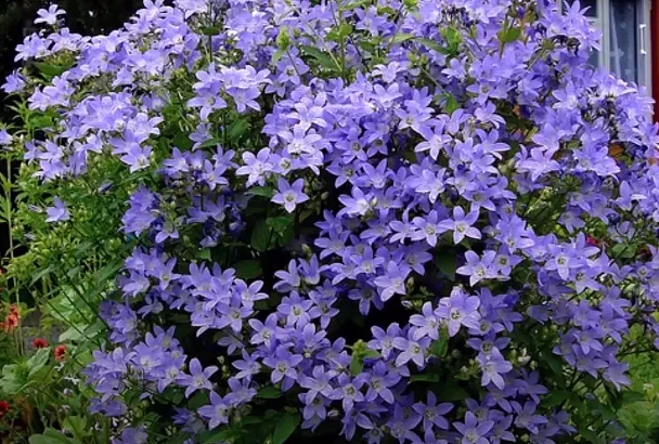 Посадил 1 раз такой колокольчик – и навсегда укрыл свой участок пышным цветочным ковром: за соцветиями не видно листьев