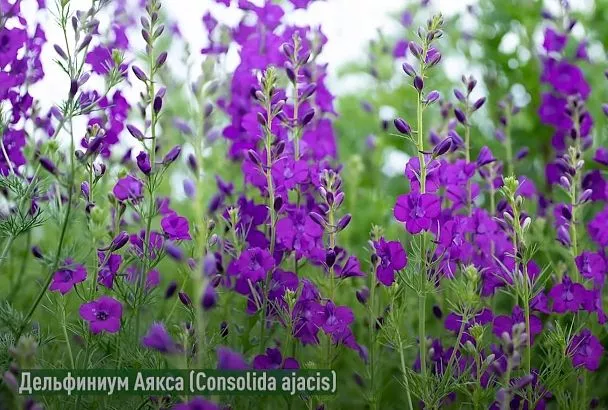 5 красивейших однолетних цветов 2025 года: хиты от биолога Ольги Дубровой