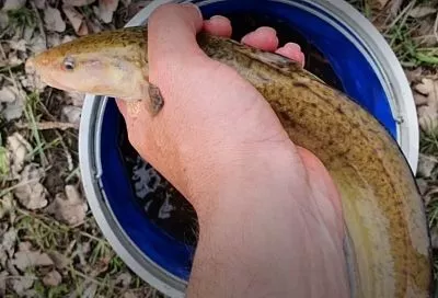 Достаем донки — ловля налима ранней весной: 4 лучшие насадки и тактика