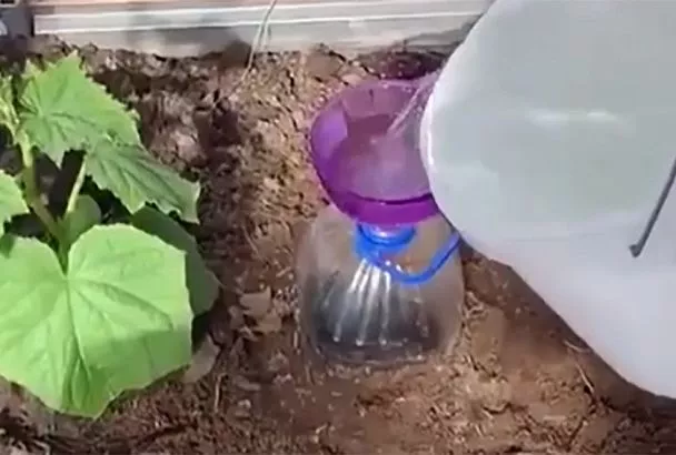 Увеличьте урожай огурцов с помощью 5-литровой бутылки – дармовой полив