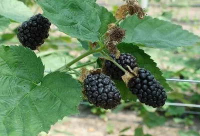 Колючая вкуснятина: несколько советов для богатого урожая ежевики