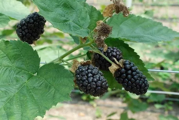 Колючая вкуснятина: несколько советов для богатого урожая ежевики