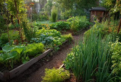 Совместные посадки овощей: какие культуры хорошо растут вместе