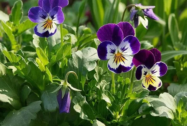 Виола по-новому: 7 правил роскошного цветения от опытной цветочницы