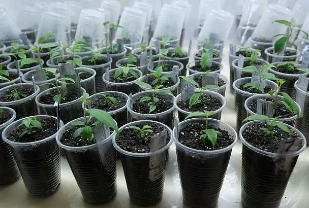 Оживет даже самая чахлая рассада: бабушка очень любила это удобрение, ведь оно реально работает, хоть и стоит 5 копеек