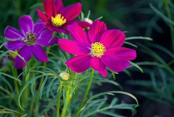 Сажайте космею семенами: выращиваем неприхотливое очарование для пышного цветника