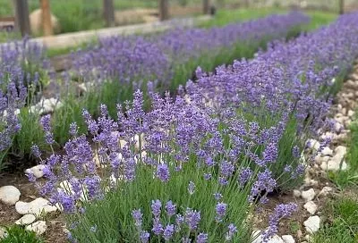 Естественная защита от клещей: 5 растений, которые стоит посадить на участке