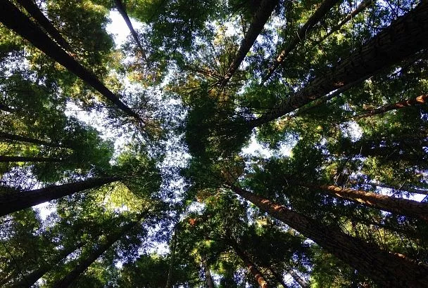 Побелка молодых яблонь и груш осенью: простая защита сада от морозобоин