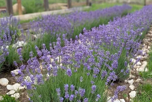 Естественная защита от клещей: 5 растений, которые стоит посадить на участке