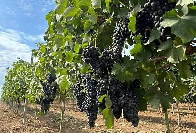 Губернатор Вениамин Кондратьев проводит рабочий день в Темрюкском районе