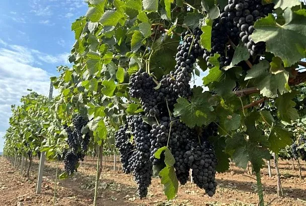 Губернатор Вениамин Кондратьев проводит рабочий день в Темрюкском районе