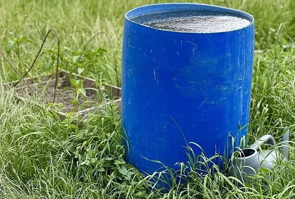 Органика в осеннем саду: почему коровяк вносить опасно, а перегной – полезно 