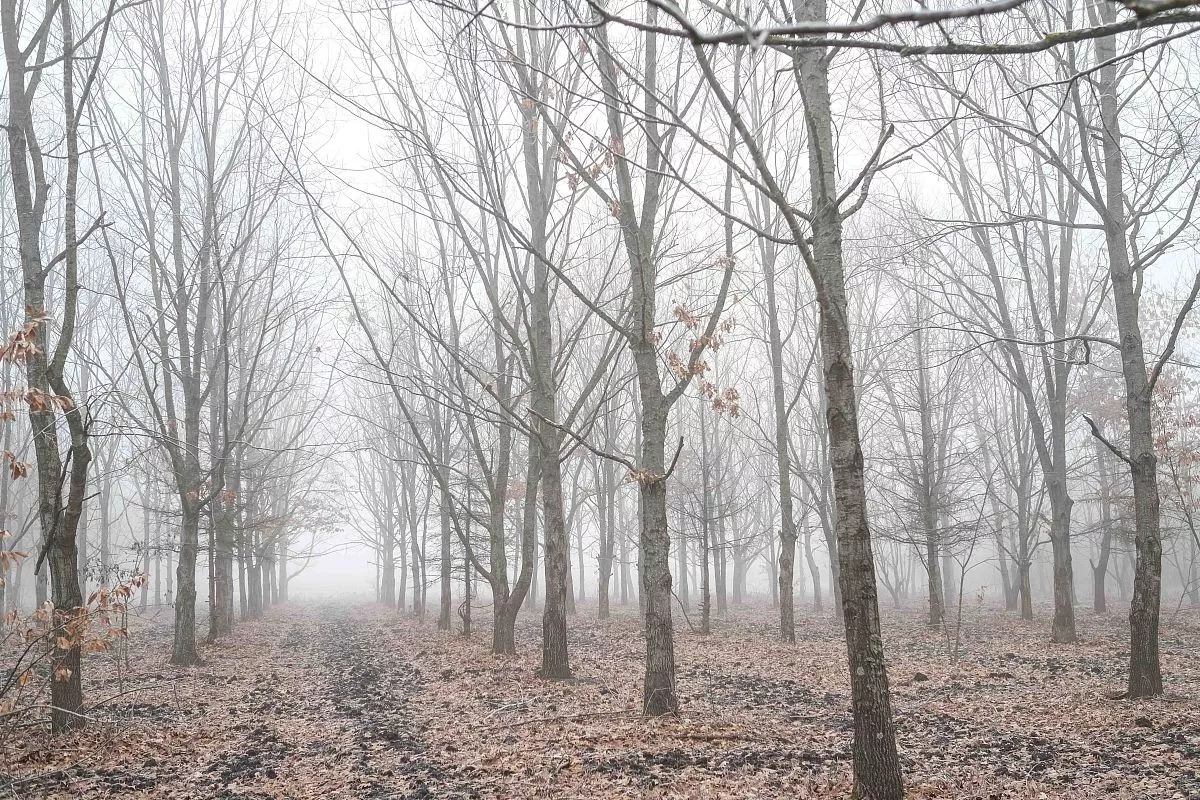 Деревья, с которых собирают семена, должны располагаться на значительном расстоянии друг от друга – три – четыре, а то и пять метров.