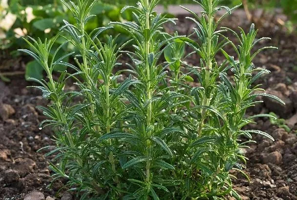 Клещи на участке: пять растений, которые справятся лучше химии